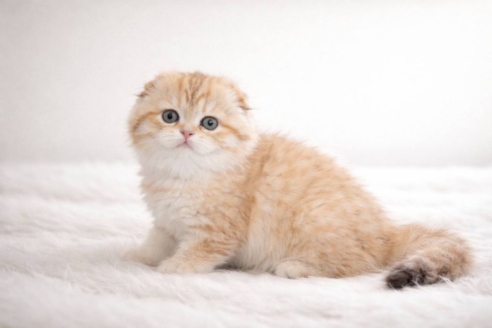 Золотая шиншилла табби