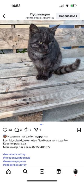 Котенок мальчик бесплатно