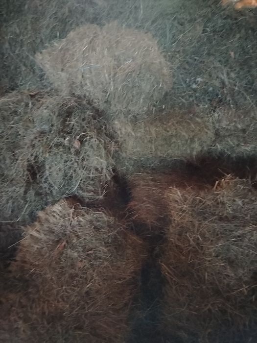 Vand baloti fân și otava