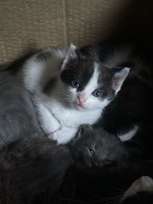 отдам котят в добрые руки