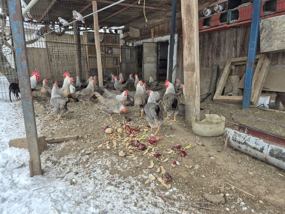 Oua italiene si Leghorn Alb