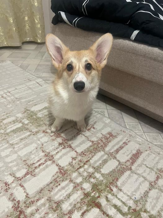 Вельш корги продам