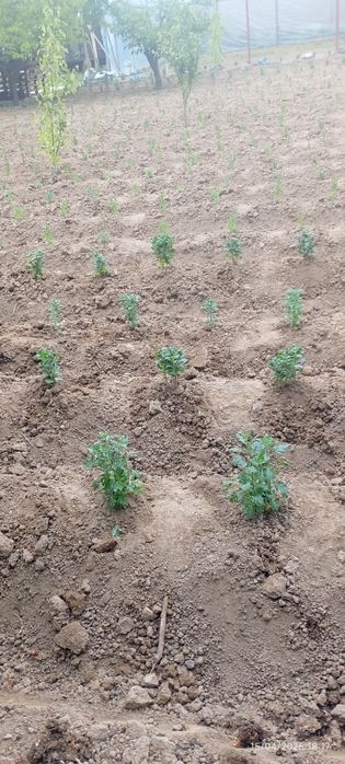 Globus xirzatema , lavanda ko' chatlari sotuvda bor