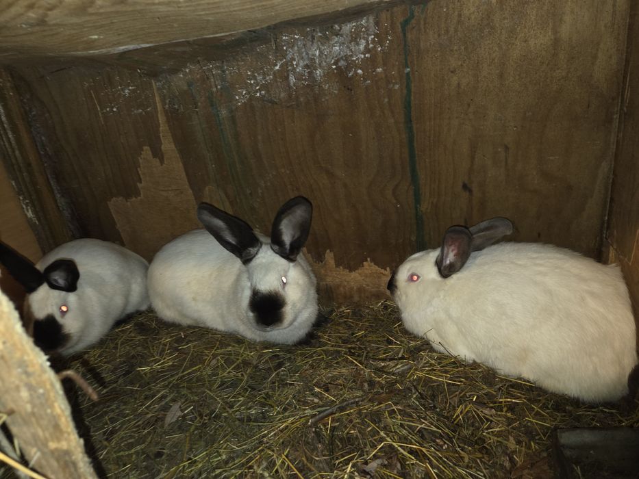 Iepuri de vanzare(vi sau carcasă