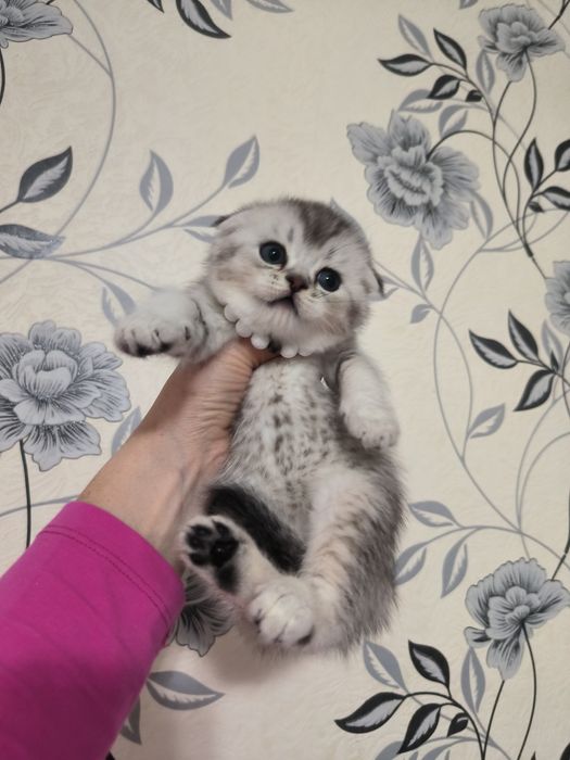 Котята от правильной вязки