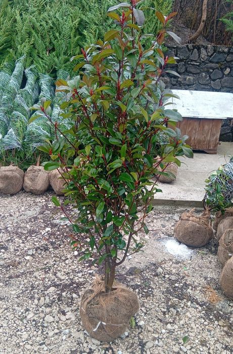 Laur englezesc photinia Red Robin leilandi