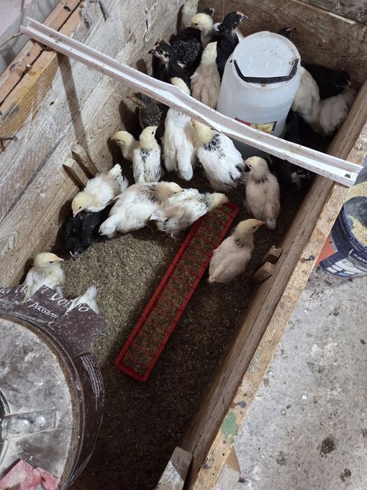 Vind pui găină rasa New Hempsire Susex  si Australop au 2 vaccinuri