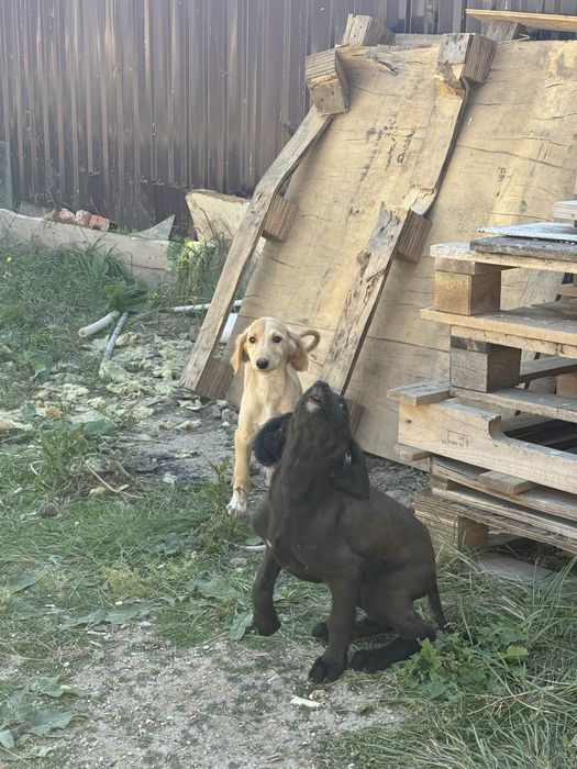 Продам щенят пароды тазы