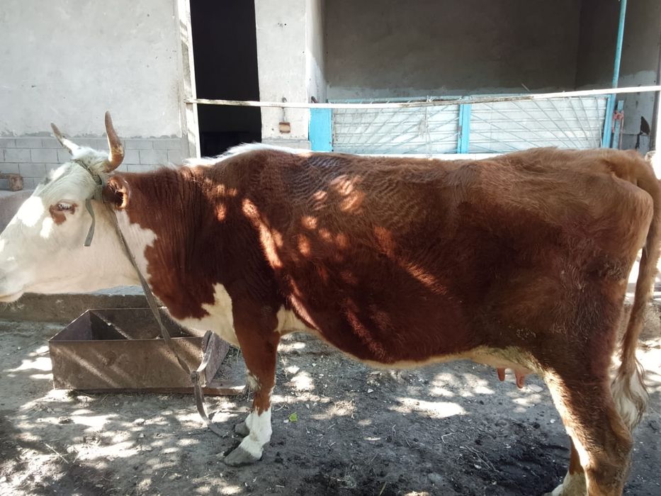 Сиыр сатылады Туркестан қаласында