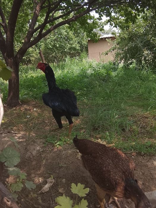 Dakan tulak Tovuq bilan birga sotiladi