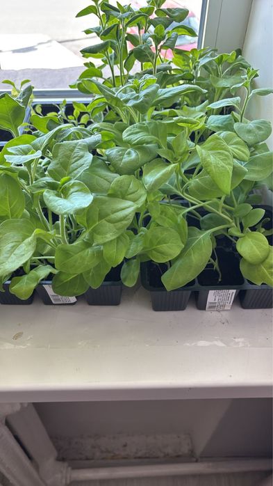 Продам петуньи домашние