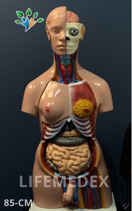 Анатомические Муляж ТОРС