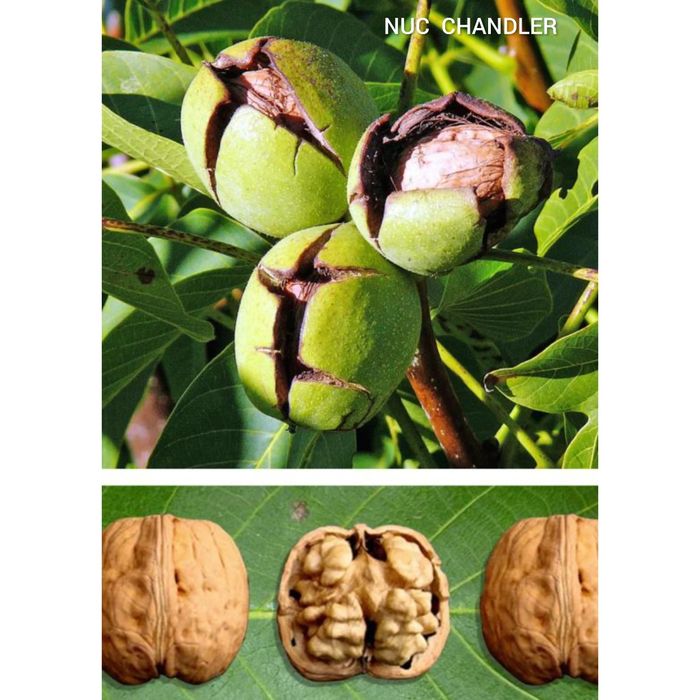 Vând Pomii Fructiferi Altoiți Clasici și Columnari anul 3 de vegetație