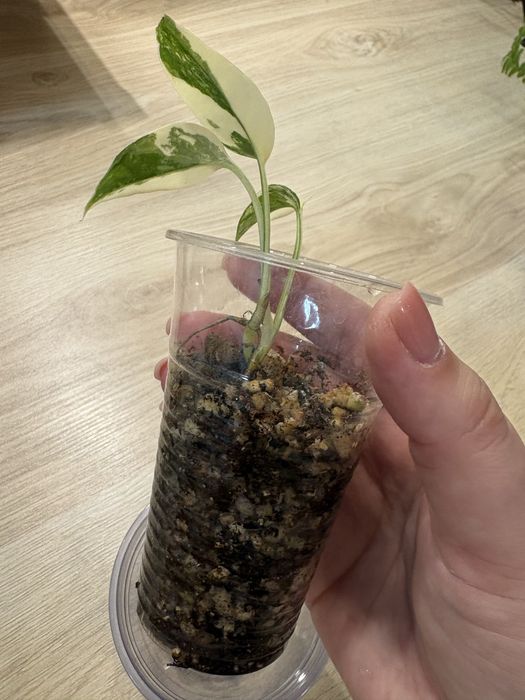 Эпипремнум Pinnatum Variegata (Пиннатум Вариегата)