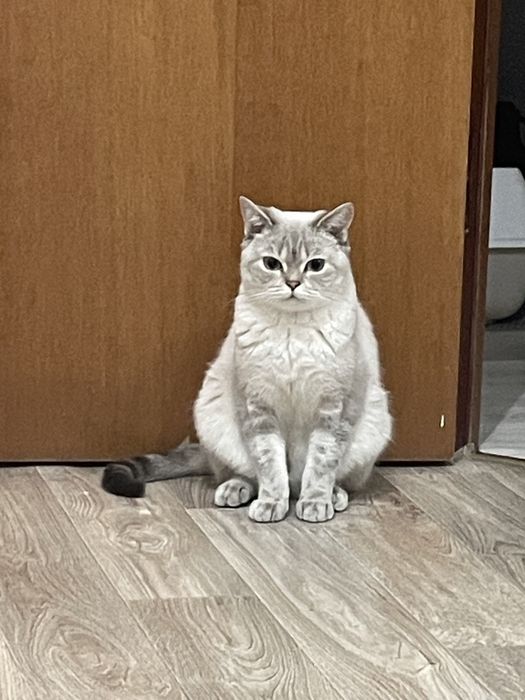 Отдам кошку в добрые руки
