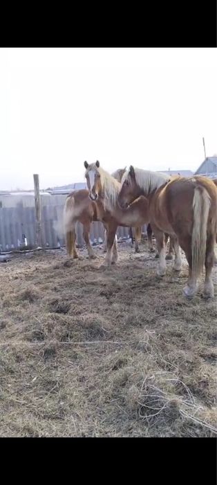 Продам кобылок тяжи