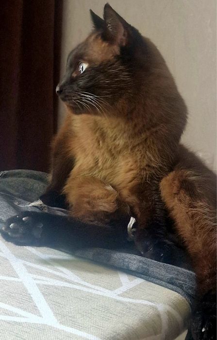 Котик Сэм ищет дом