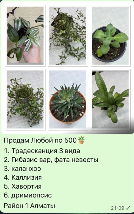 Продам цветы по 500 разные