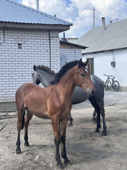 Тай сатылады семыз