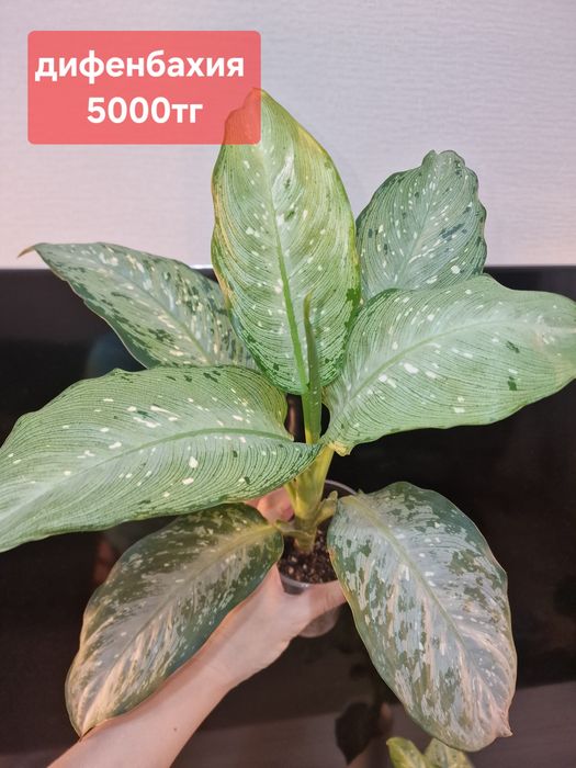 Комнатные цветы (домашние)