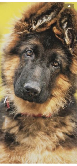 Продаю щенков немецкой овчарки