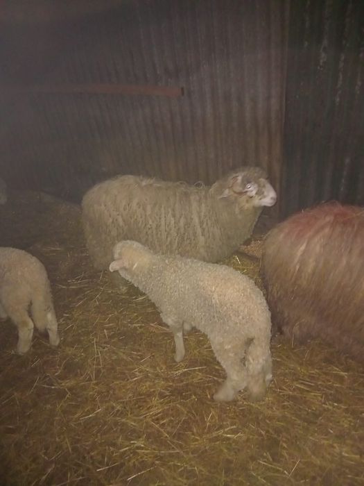 Berbecuti de vanzare