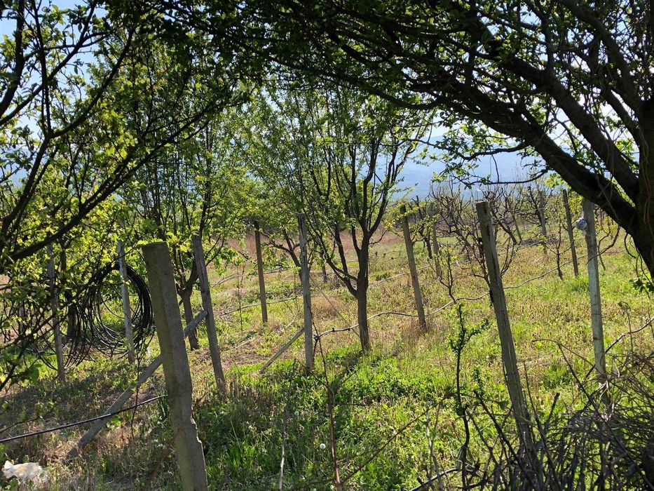 Продава се Парцел в с. Анево, Област Пловдив - 4000 кв.м за 4 €/кв.м - Снимка #1