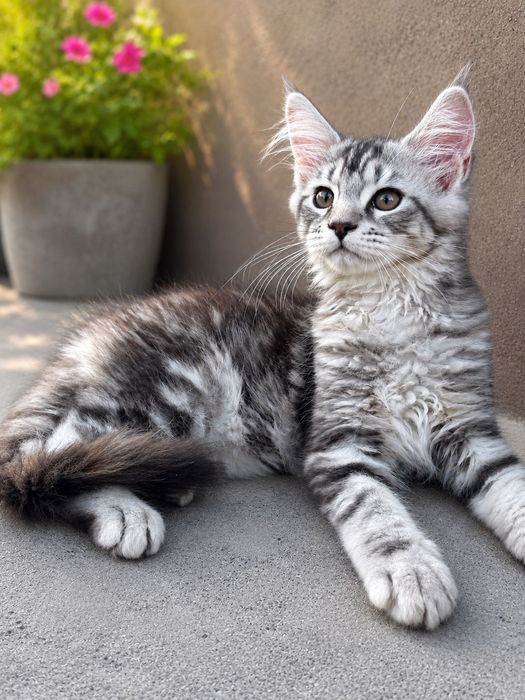 Котенца Мейн Куун