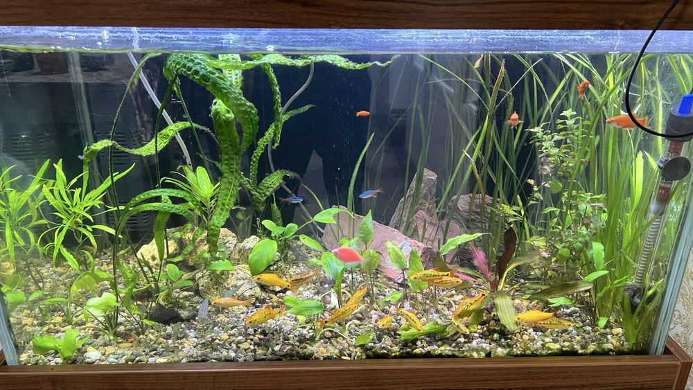 Akvarium sotiladi. 180 litrli