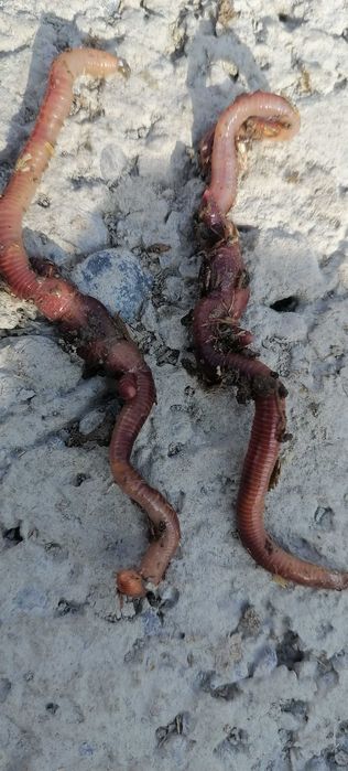 Chuvalchang kg xisobida