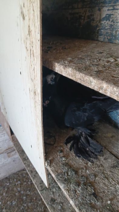 Продам голубей от 10 тыс