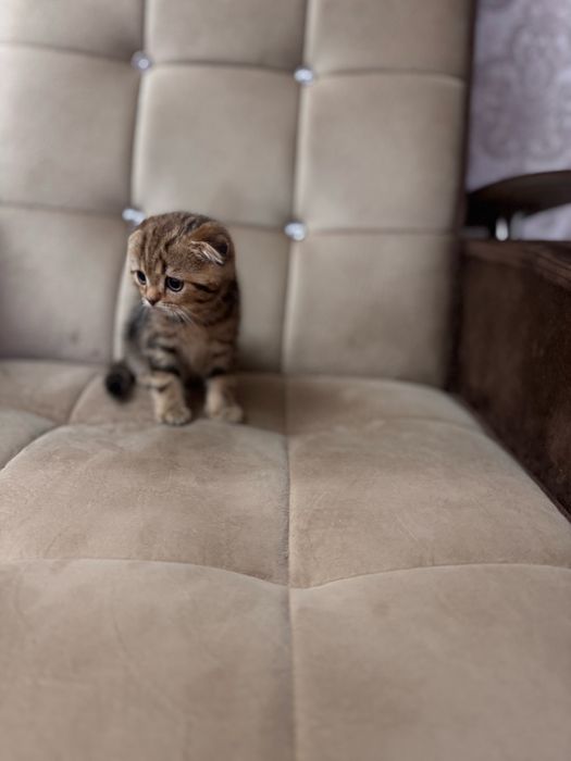 Продаются срочно скоттиш фолд  мальчики