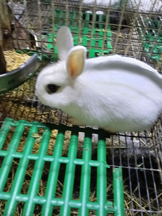 IEPURASI  Pitici De Vânzare