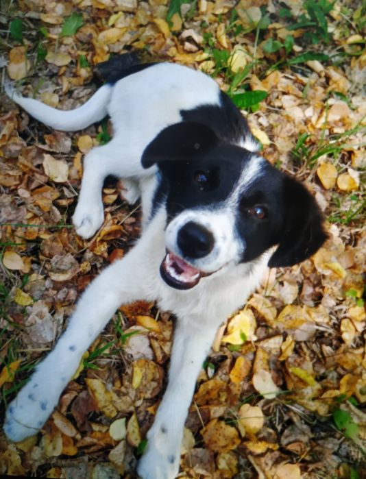 Dresaj canin Prahova