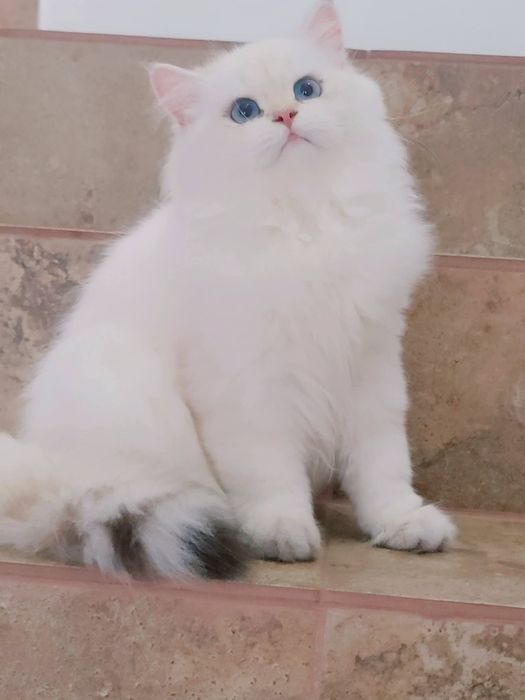 British longhair pedigree