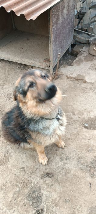 Продается овчарка