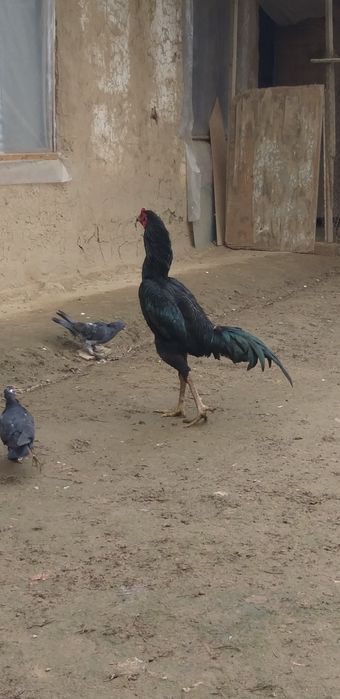 8 ойлик зоти таен шаму