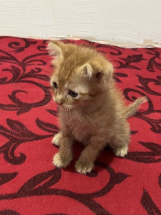 Scottish fold va strait 2 oylik hamma ovqat yeydi