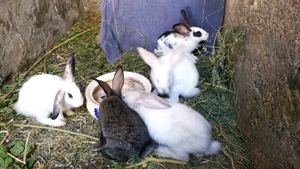 Куенлар сотилади фаргона Шахар