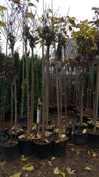 Vindem platan tei mesteacăn catalpa acer platanoides de mai multe dime