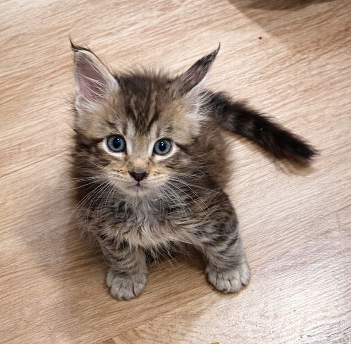 Продам котенка Мейн кун