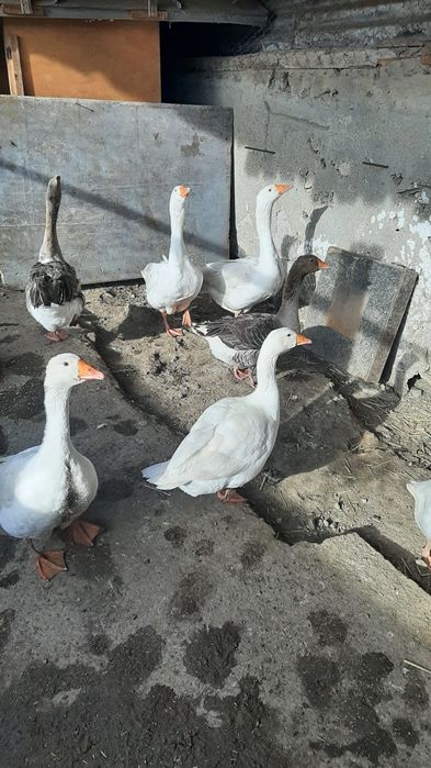 Prodavam  mladi gaski i mladi misiri