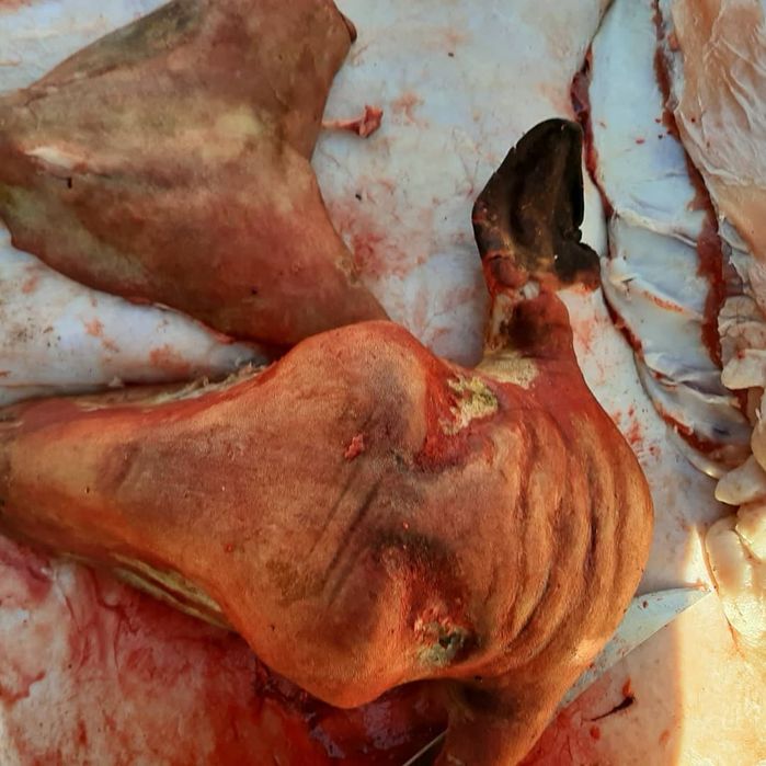 Кой токты тусак кошкар