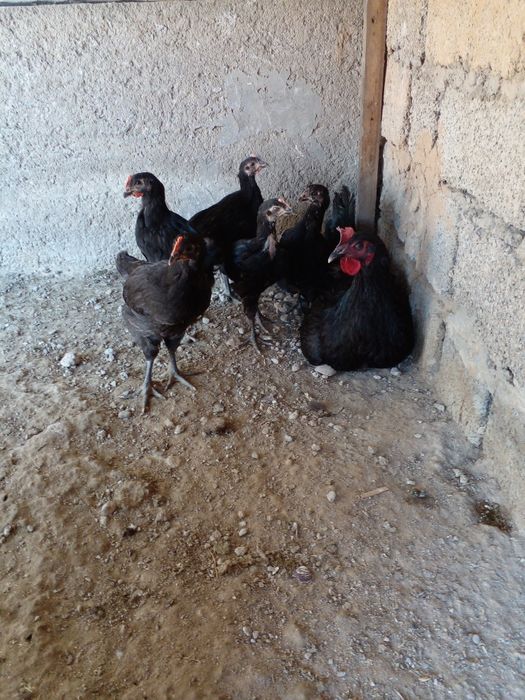 Qora shahzoda tovuqlari