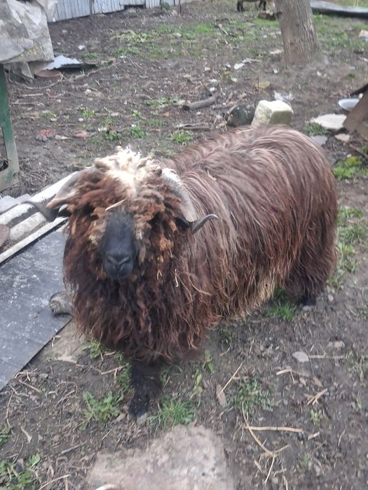 Vand berbec carlan sau dau la schimb