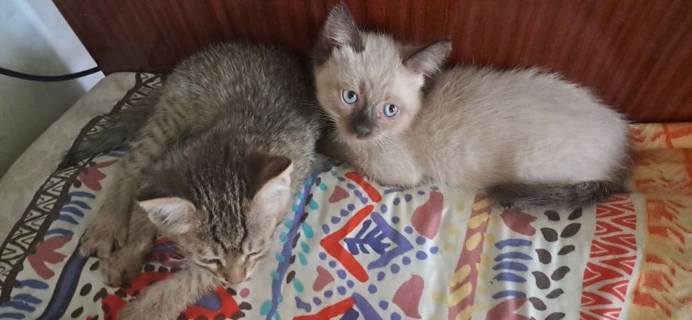 Котята в добрые руки .