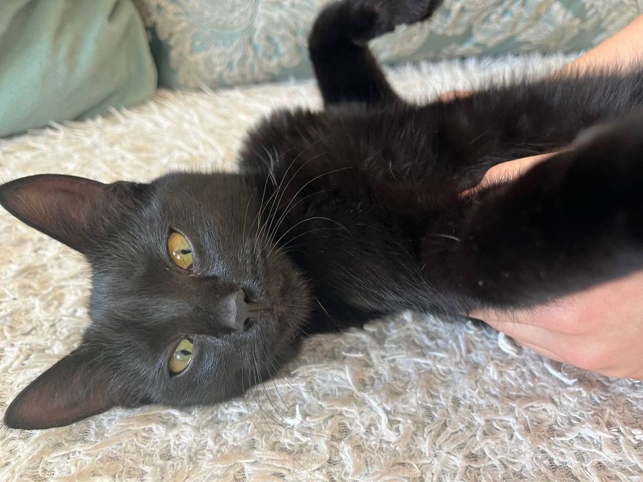 Ищет добрые руки