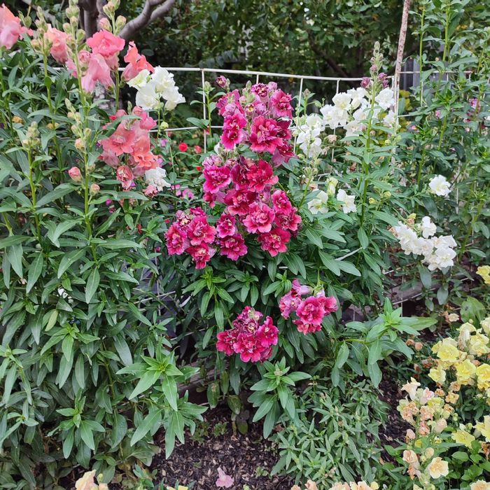 Антирринум (львиный зев) махровый