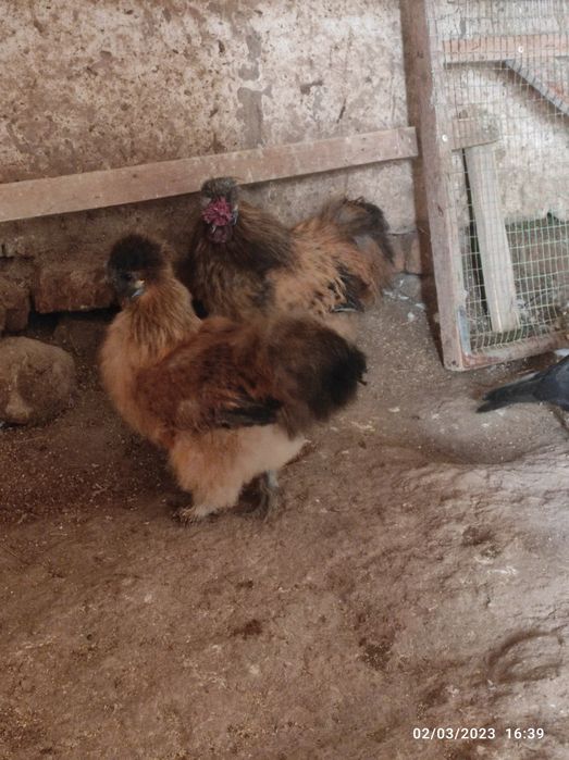 Xitayiski sholk sotladi