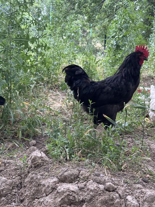 Tovuq va xoroz sotiladi hammasj 350.000 ga beraman